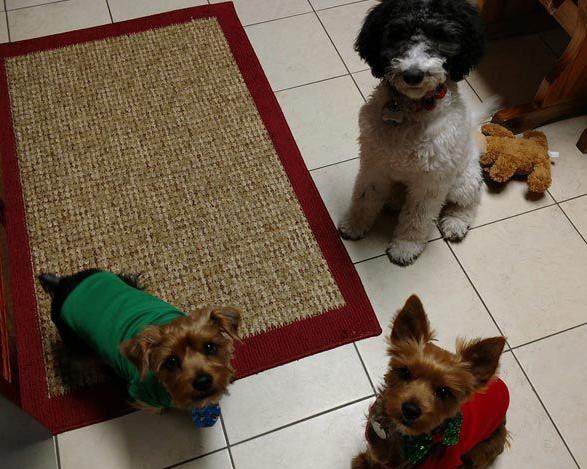 Java, Cocoa & Grace